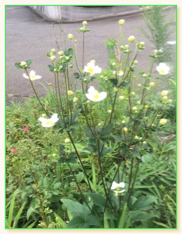 IMG_0588のコピー